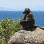 Cape baboon, Chacma baboon