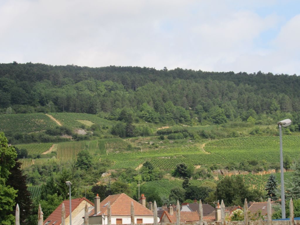 Santenay vineyards